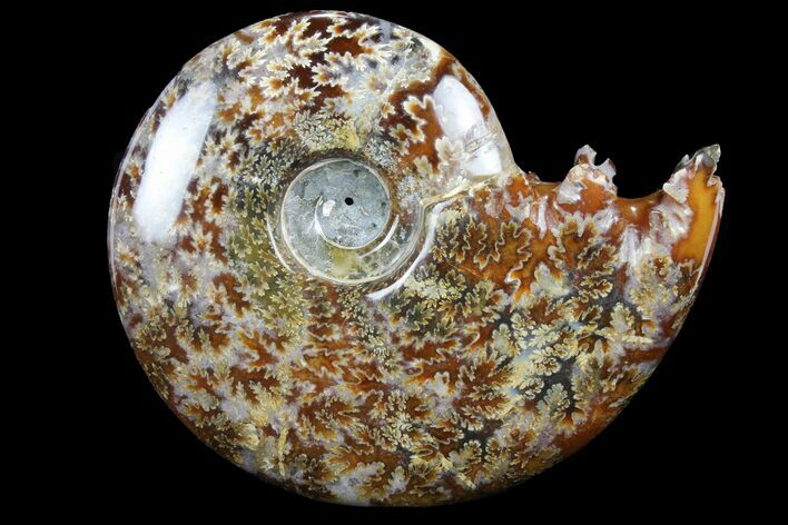 Polished, Agatized Ammonite (Cleoniceras) - Madagascar #97361
